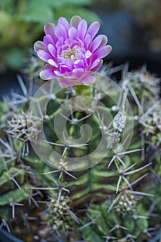 Close up cactus flower