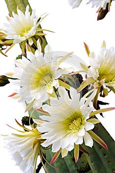 Close up of cactus flowers