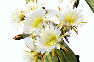 Close up of cactus flowers