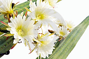 Close up of cactus flowers