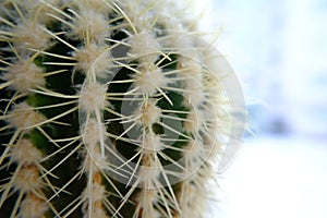 Close-up cactus in the form of a ball with long thorns