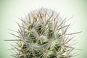 Close up of Cactus