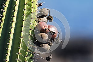 A close-up of a Cactus
