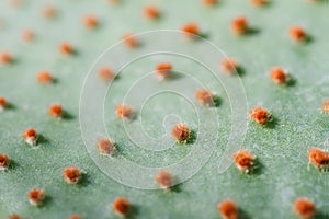 Close up of cactus leaf texture