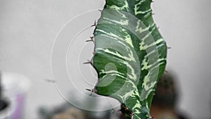 Close up cactus leaves, abstract green leaves texture, nature background