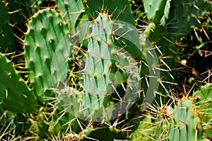 Close up of a cactus with lot sof spikes Hvar island photo
