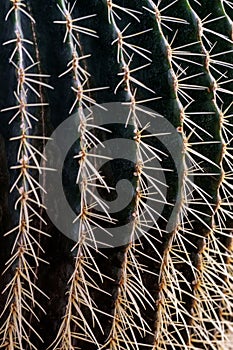 Close up of cactus with many spines