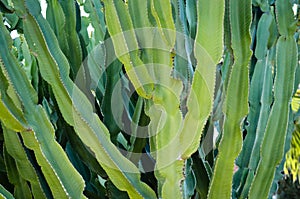 Close-up of  cactus  night blooming cereus