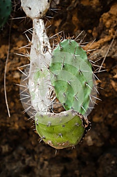 Close up of Cactus - Opuntia compressa growing on rocks near the beach