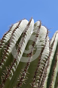 Close up of cactus in the outback, Cabo San Lucas, Baja California Sur, Mexico