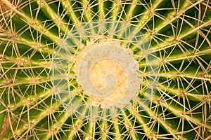 Cactus patterns with long thorn or golden barrel flowers blooming top view background