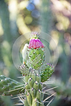 Close up of cactus with pink flower in spring photo