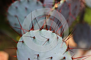 Close up of a Cactus plant photo