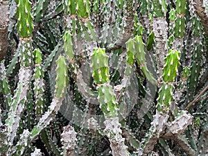 Dense cactus plant with multiple spiky