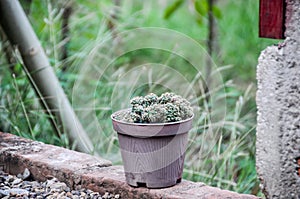 Close up of a cactus in a pot with grass in the background