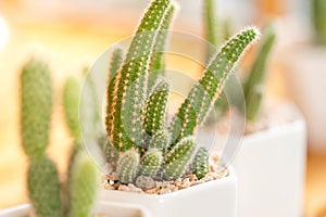 Close up cactus in pots on wooden background. Vintage color tone and Soft focus.