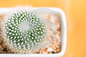 Close up cactus in pots on wooden background. Vintage color tone and Soft focus.