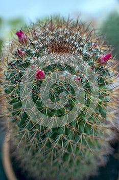 Close-up of a cactus with red flowers and many sharp needle-like thorns