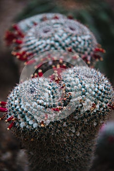 Close up on cactus with red flowers, top view