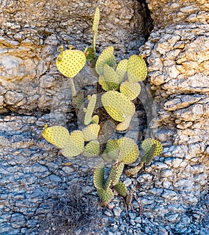 Close up of cactus in the rocks of the Santa Elena Canyon in Big Bend National Park