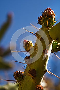 Close-up of a cactus with sky background.