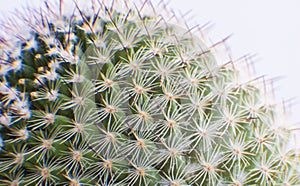 Close up of cactus spines