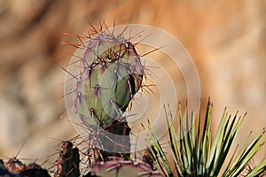 Close up of cactus spines