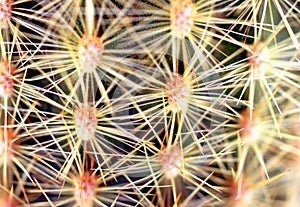 Close up cactus spines
