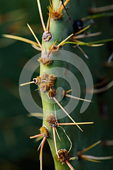 Close-Up of Cactus Stem with Sharp Spines