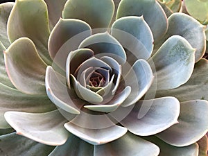Close up of cactus succulent plant