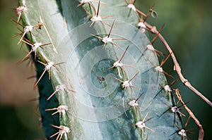 Close-up of cactus with thorns