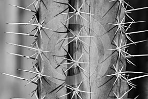 Close up of cactus thorn in black and white