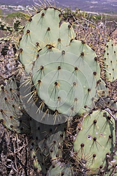 Close up cactus thorns and flower in desert vegetation in Zimapan Mexico photo