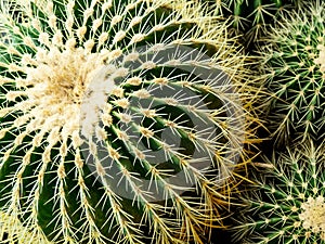 Close-up of cactus, top view