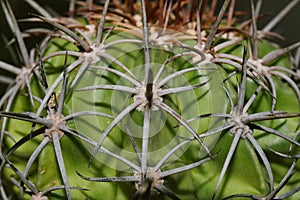 Close up of cactus torn, Melocactus curvispinus, Cactus is desert plant