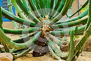 Close up cactus tree in garden