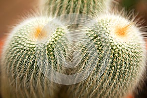 Close up of cactus