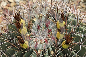 Close up of Cactus with yellow fruit.