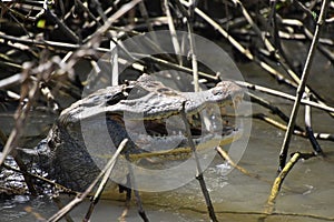 Close up of a Caiman cooling in the the water in Costa Rica