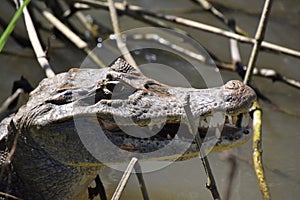 Close up of a Caiman cooling in the the water, Costa Rica