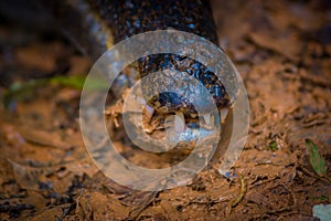 Close up of a caiman mouth in the muddy water on the bank of the Cuyabeno River, Cuyabeno Wildlife Reserve, Ecuador