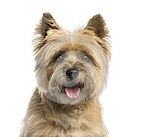 Close-up of a Cairn terrier