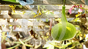 Close up of calabash, bottle gourd, or white-flowered gourd, Lagenaria siceraria