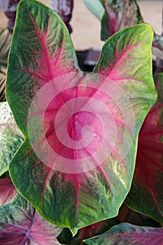 close up caladium bi color leaves