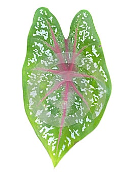 close up of a Caladium bicolor leaf on white background