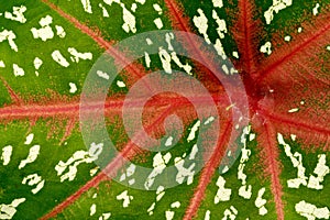 A close-up of a Caladium leaf (Caladium bicolor), with bold red veins running through its vibrant green surface.