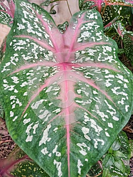 Close-up Caladium Leaf that grow wildly at home