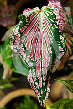 close up caladium thai