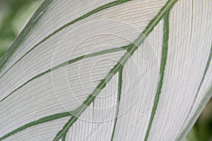 Close-up of a Calathea leaf