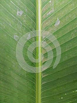 Close up of a calathea lutea leaf